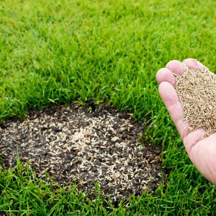 Lawn Care in Greenfield, IN Lawn Care in Greenfield, IN